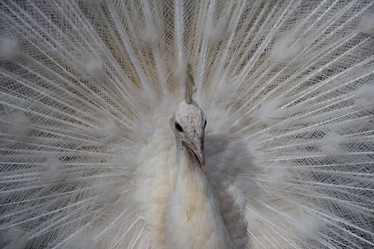 peacock  bird  animal free photo