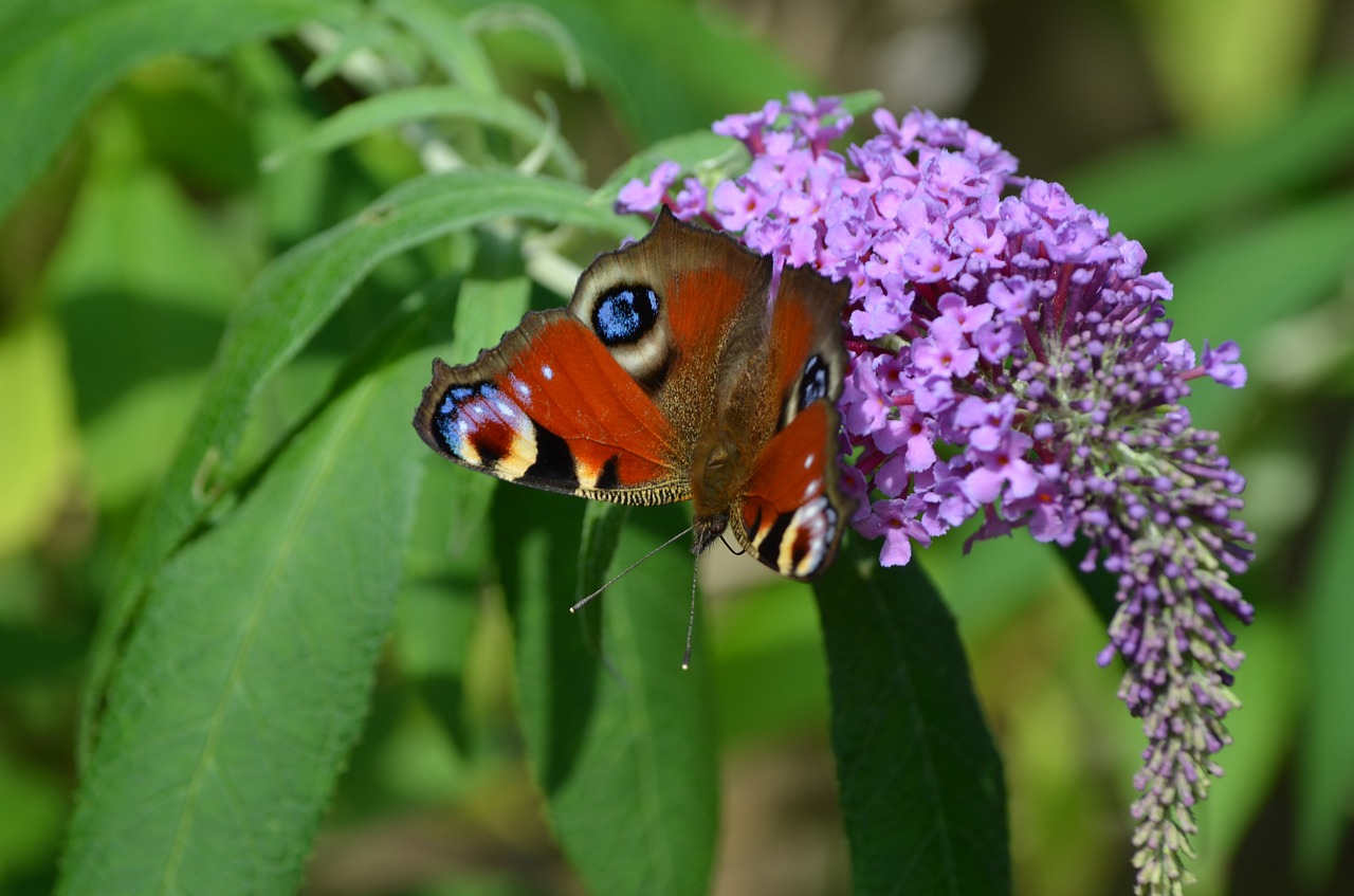 peacock butterfly insect free photo