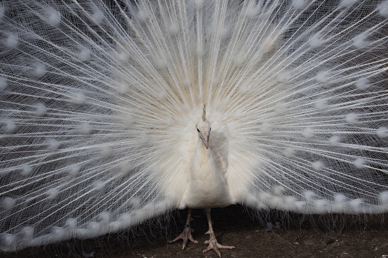 peacock  bird  animal free photo