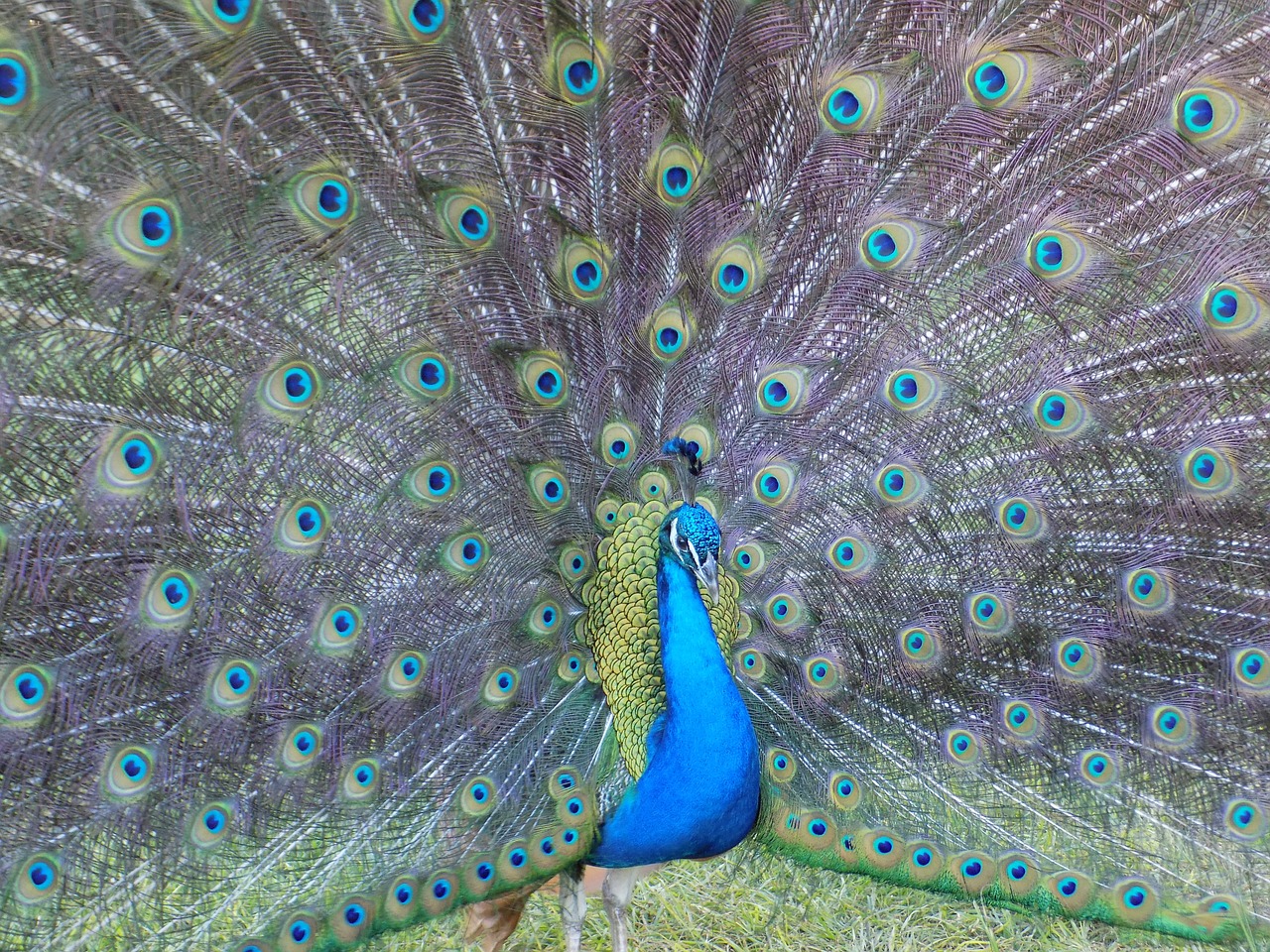 peacock  fowl  feathers free photo
