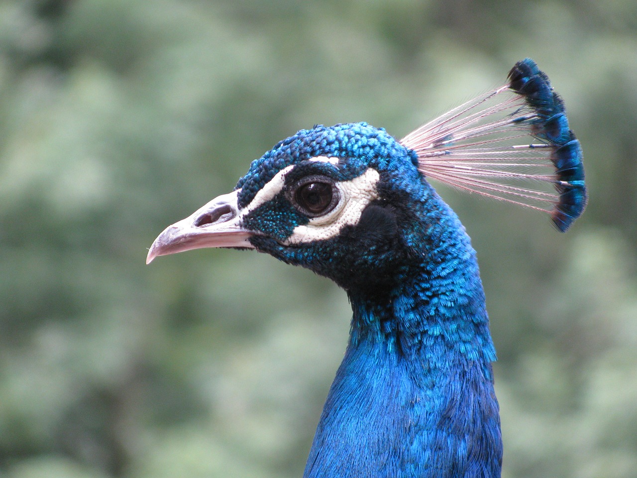 peacock  bird  blue free photo