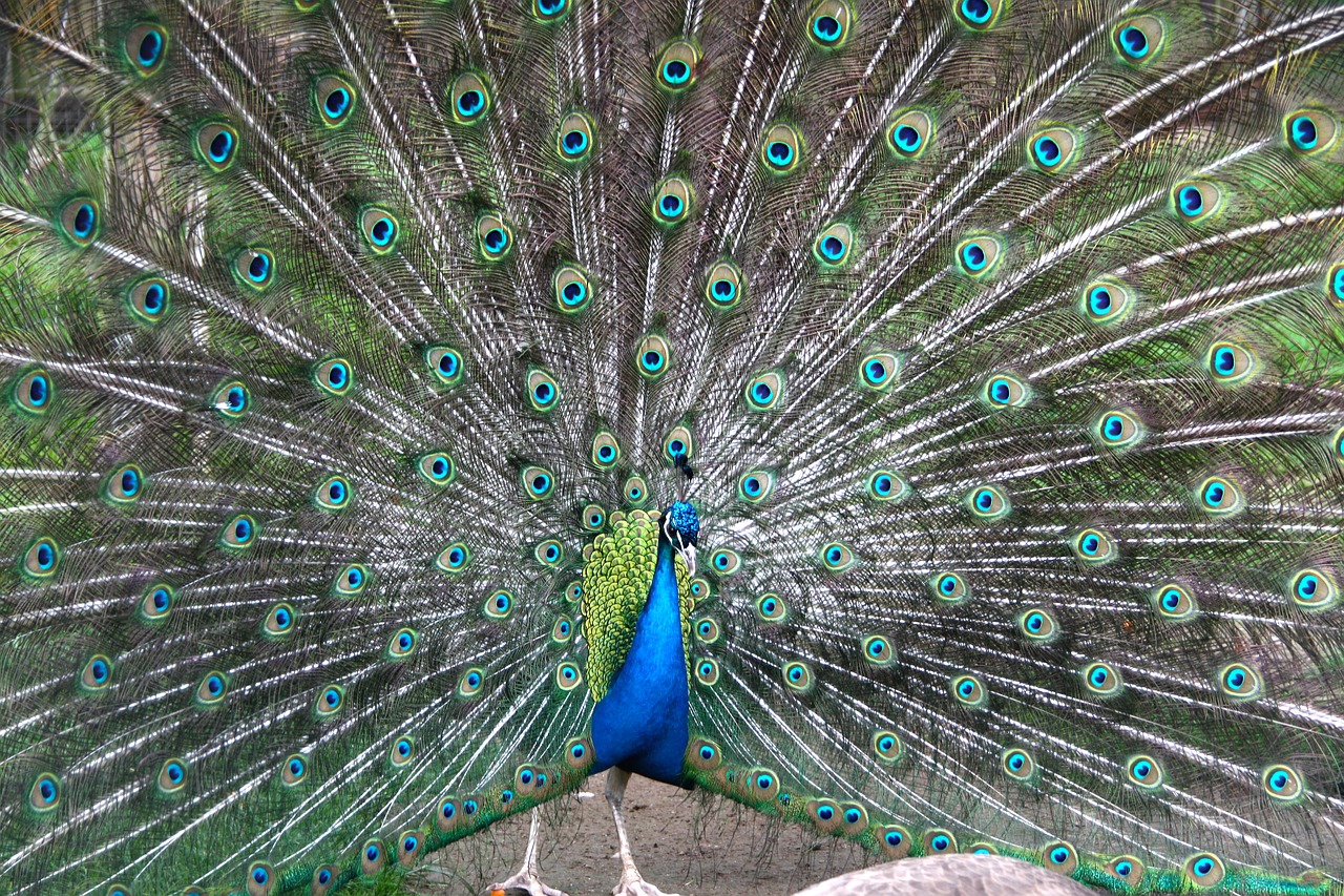 peacock  wheel  colorful free photo