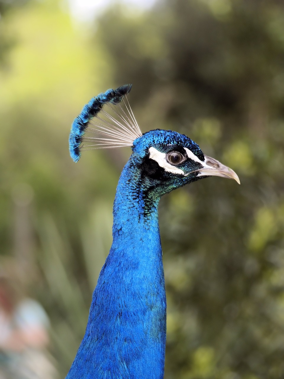 peacock  blue  plumage free photo