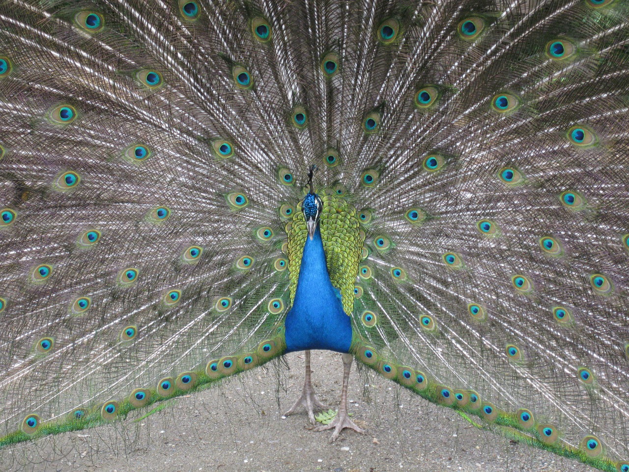 peacock animal bird free photo