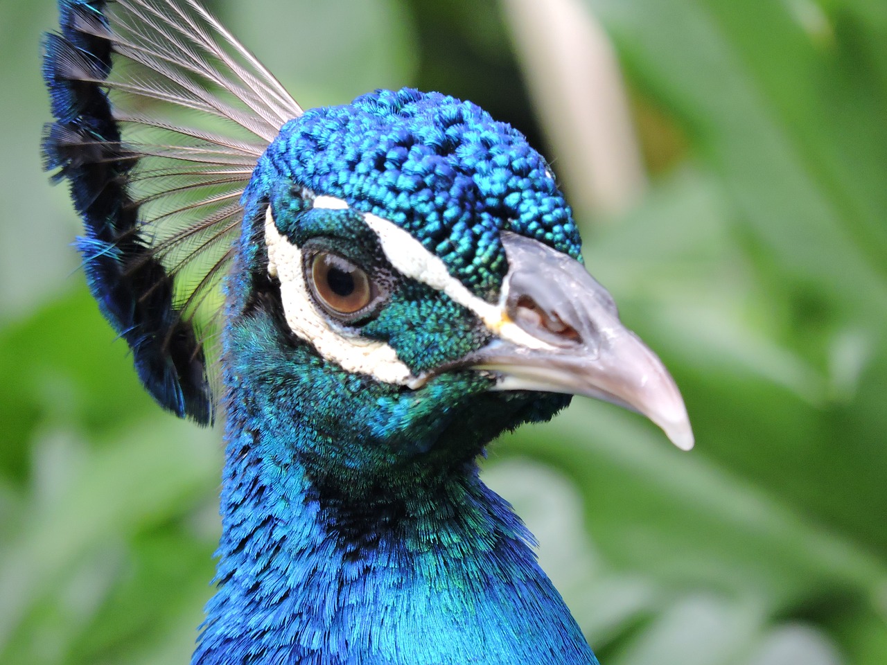 peacock  feathers  eye free photo