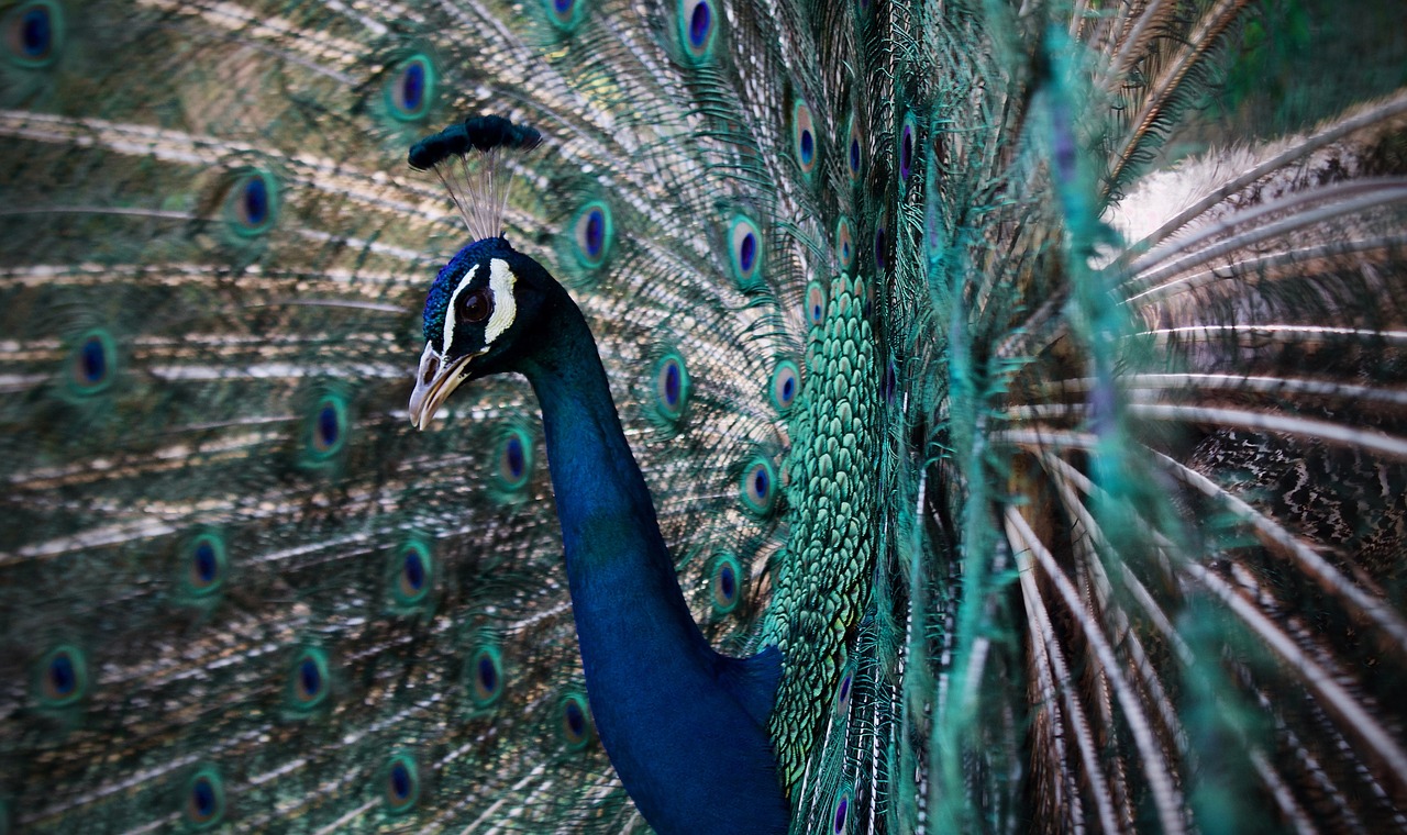 peacock  peafowl  pattern free photo