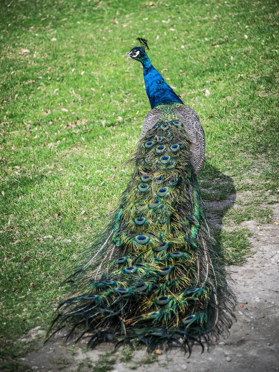peacock  colored  feather free photo