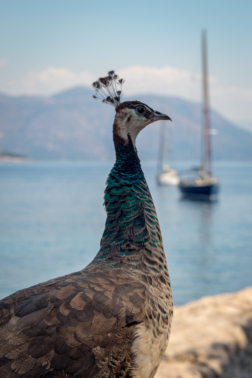 peacock  peafowl  bird free photo