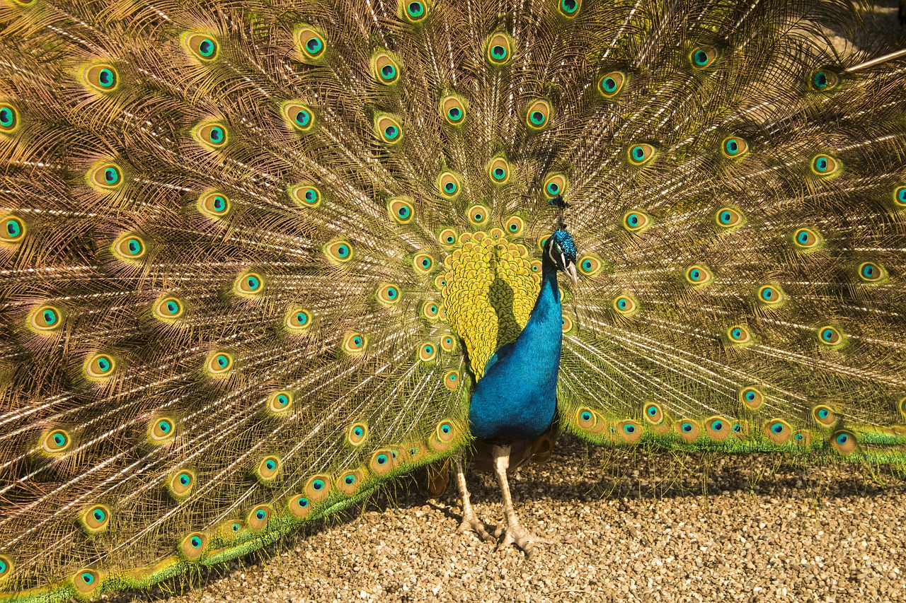 peacock  nature  vibrant free photo