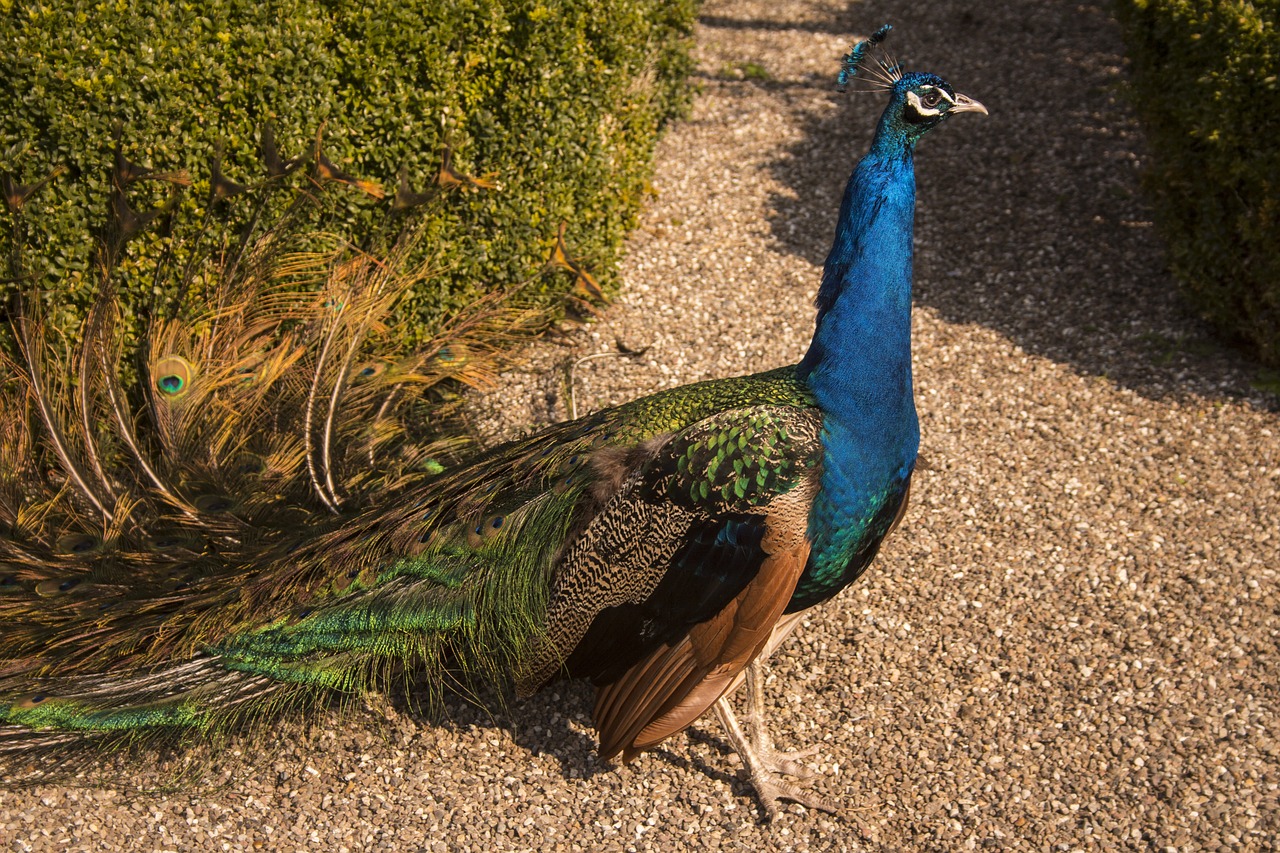 peacock  bird  iridescent free photo