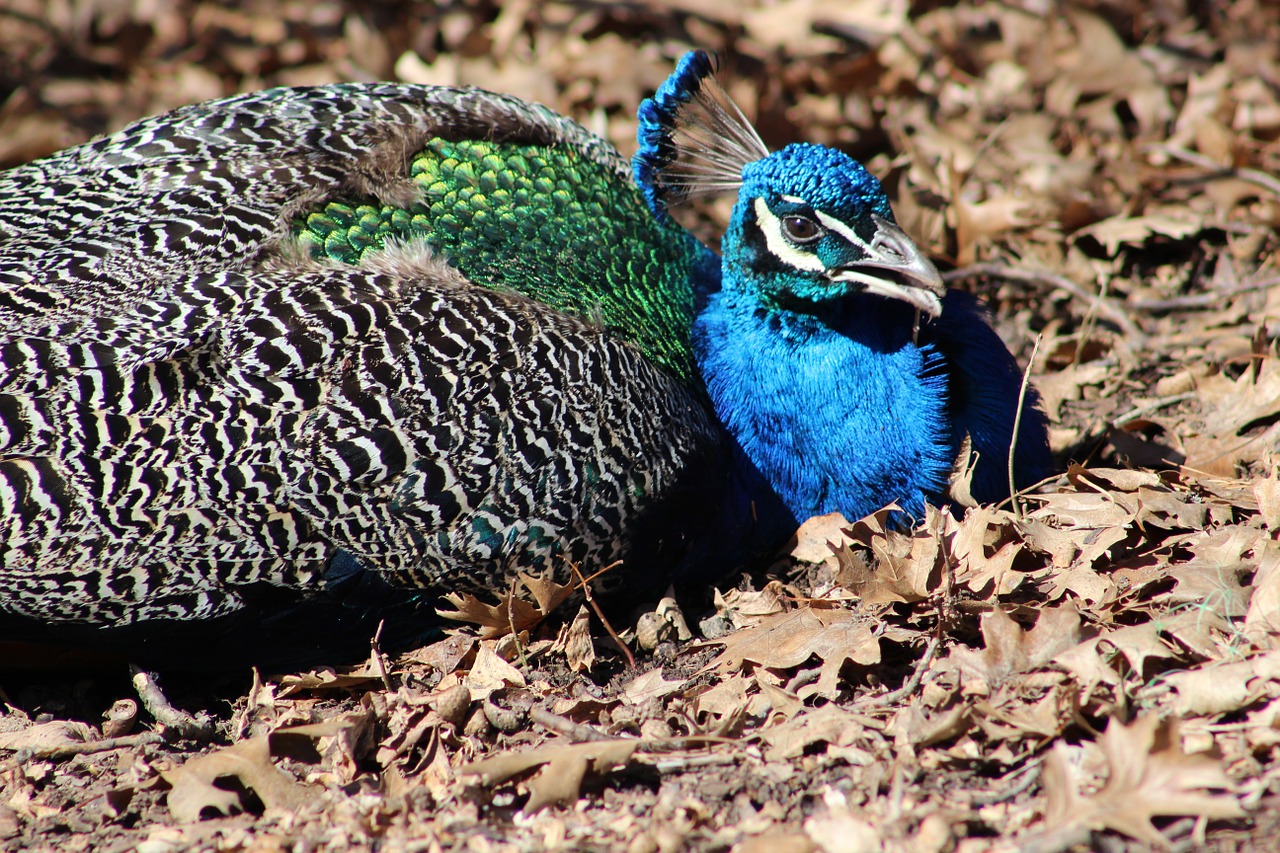 peacock bird pheasant free photo