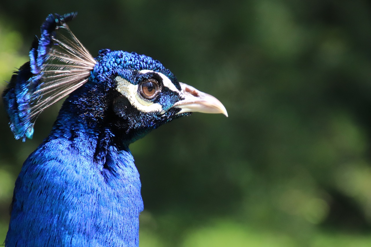 peacock  blue  bird free photo
