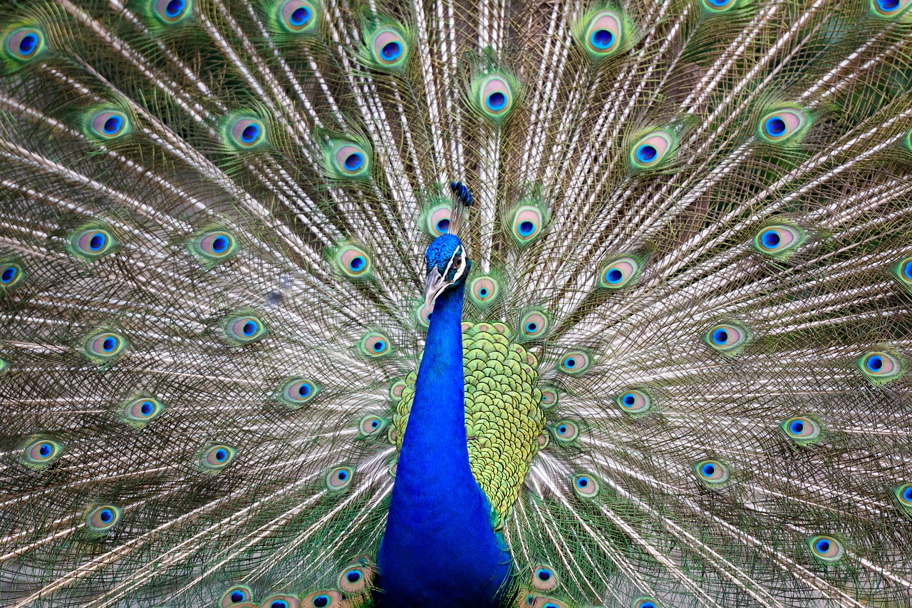 peacock  colorful  bird free photo