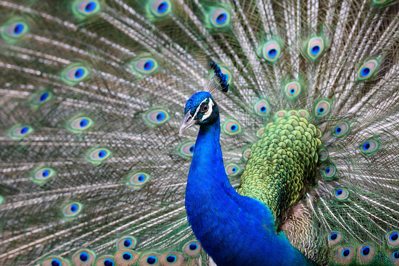 peacock  bird  animal free photo