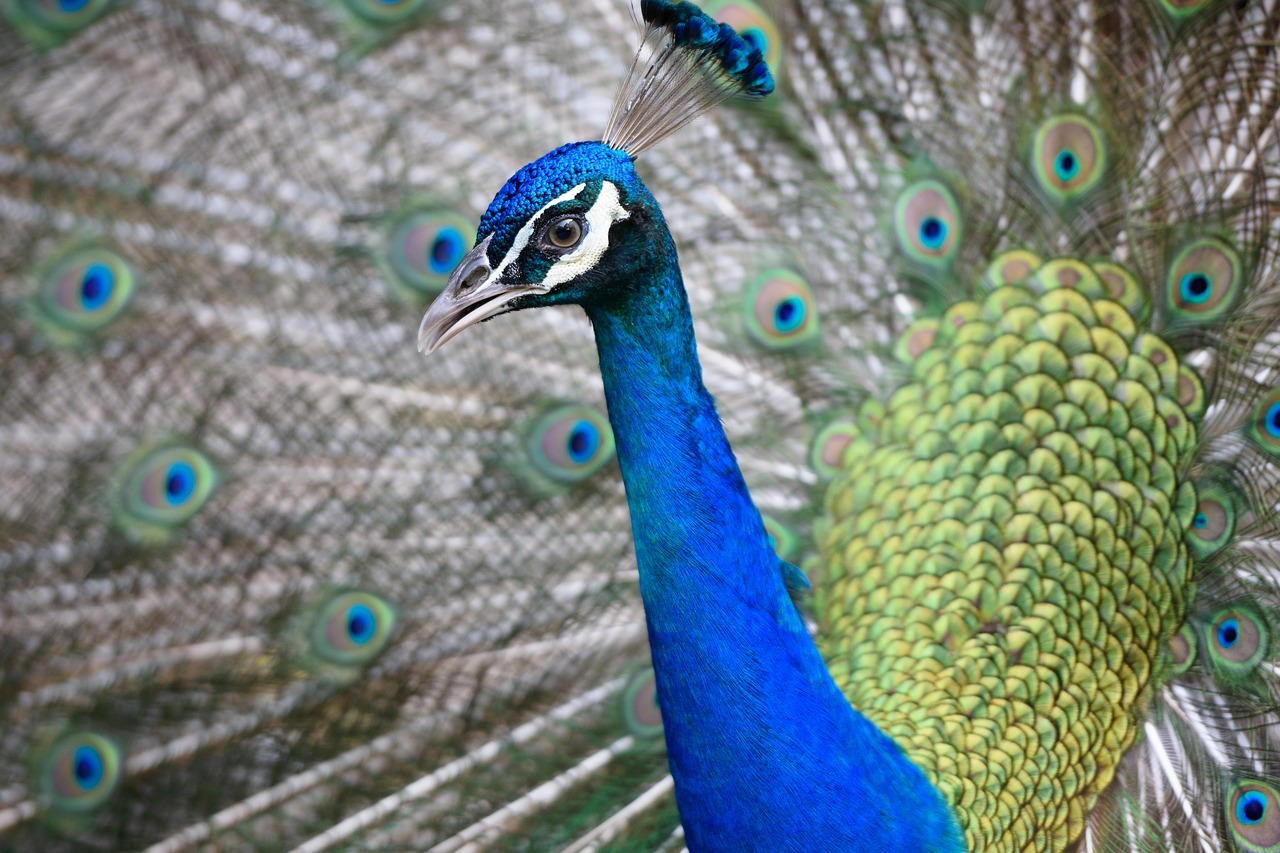 peacock  animal  head free photo