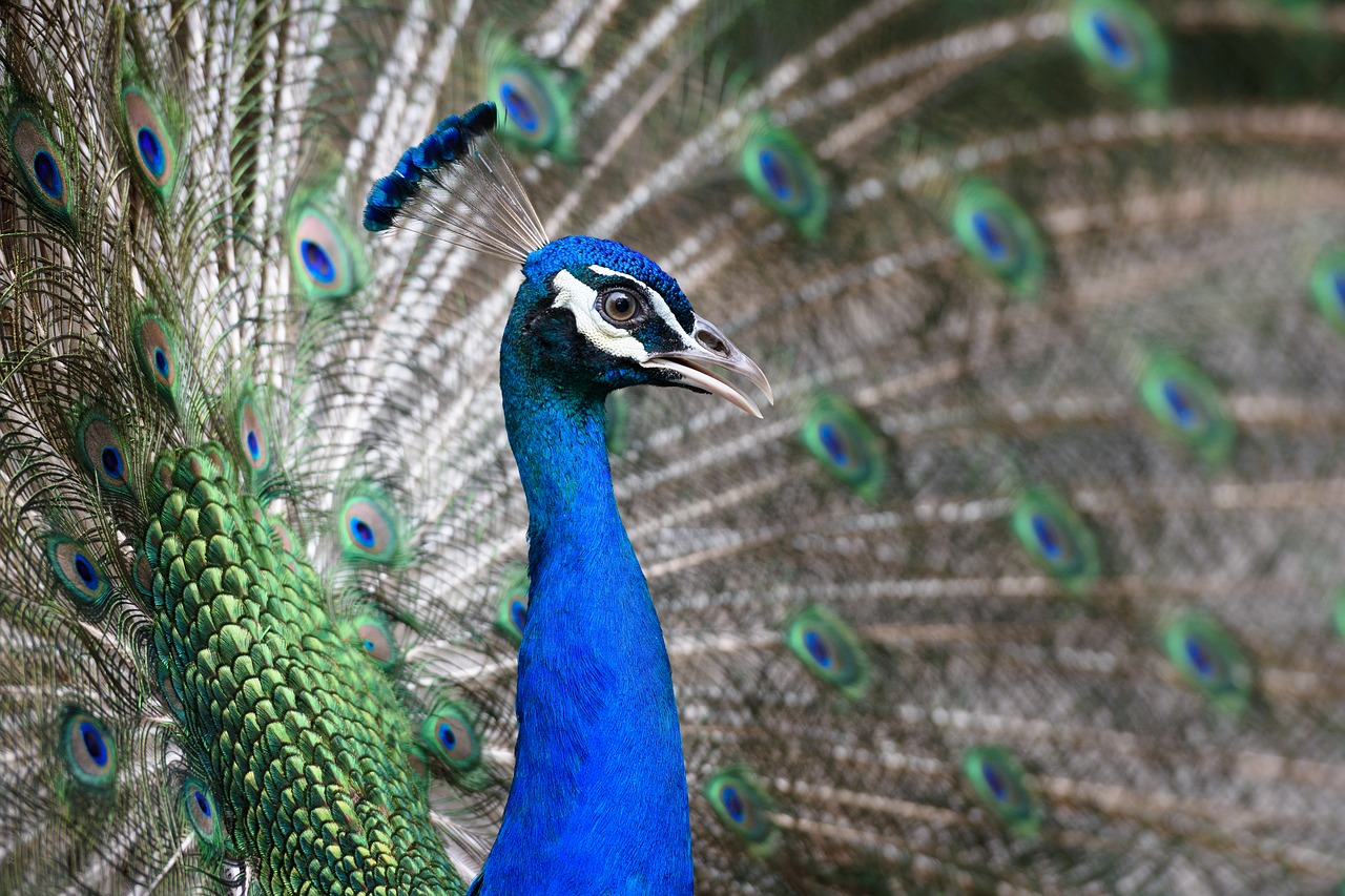 peacock  animal  head free photo