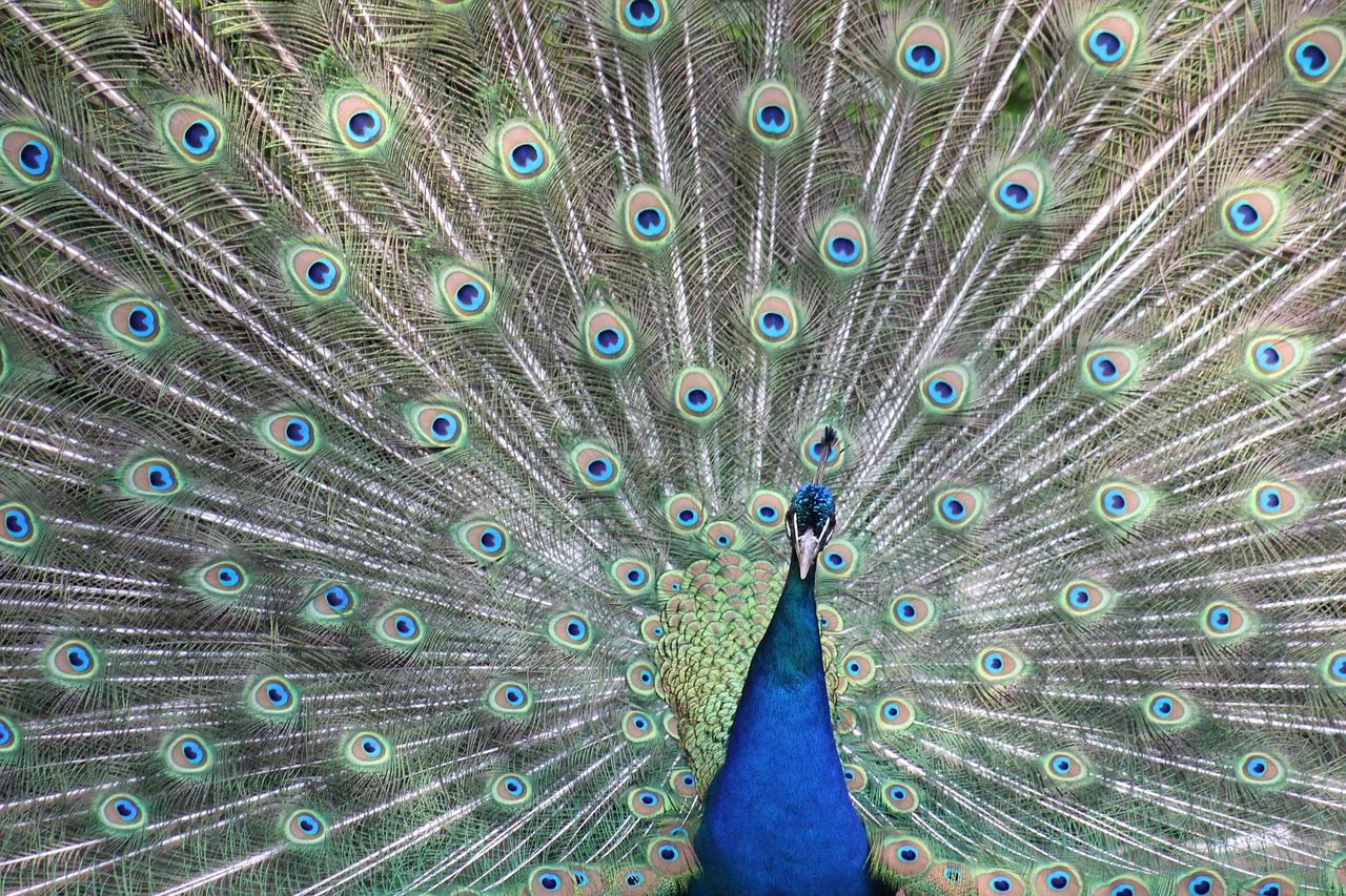 peacock  plumage  bird free photo