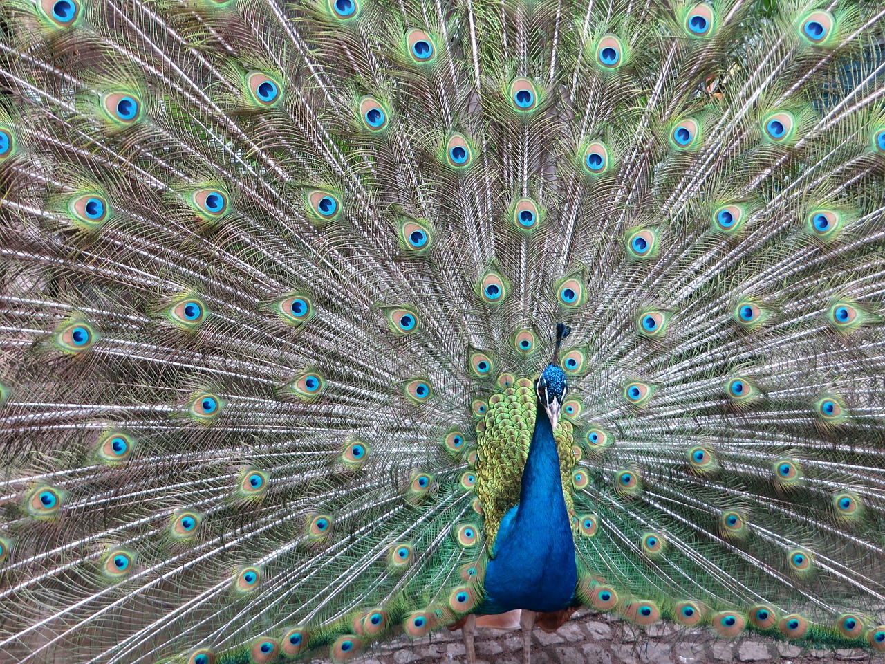 peacock bird plumage free photo