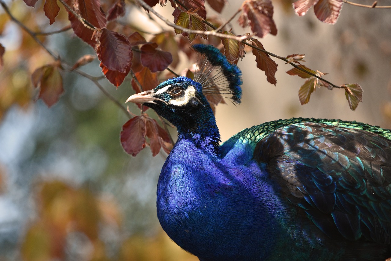 peacock  bird  feather free photo