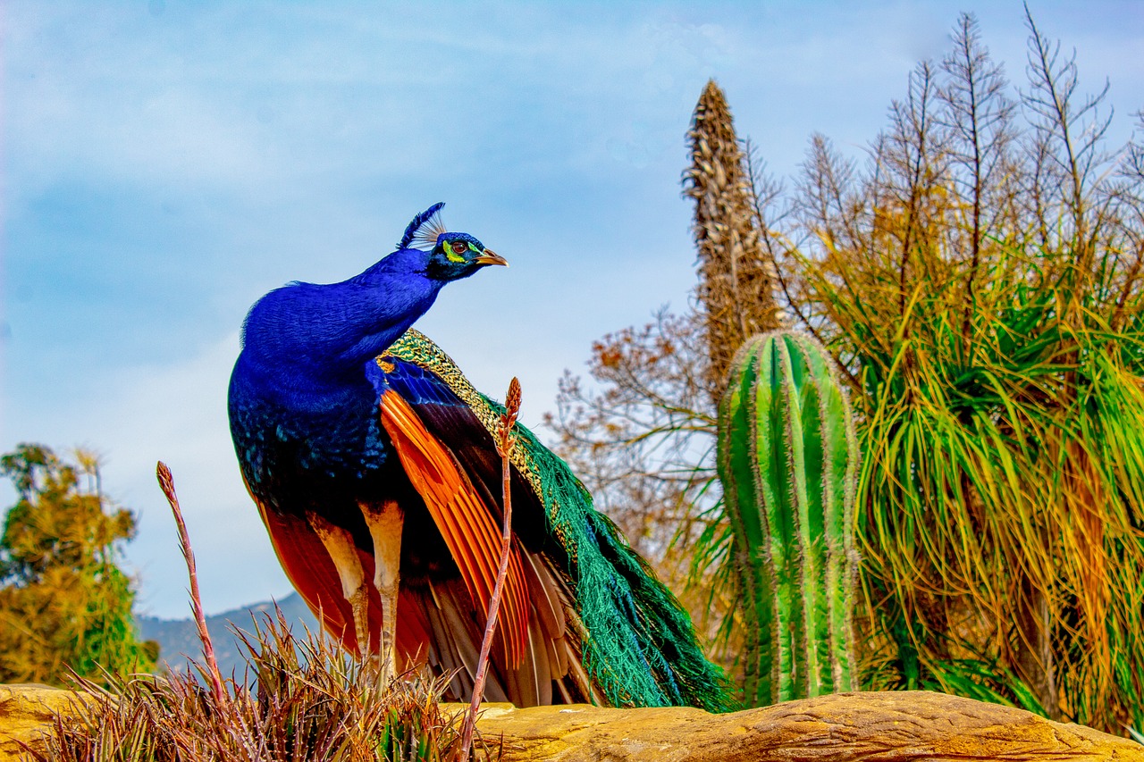 peacock  peafowl  asian free photo