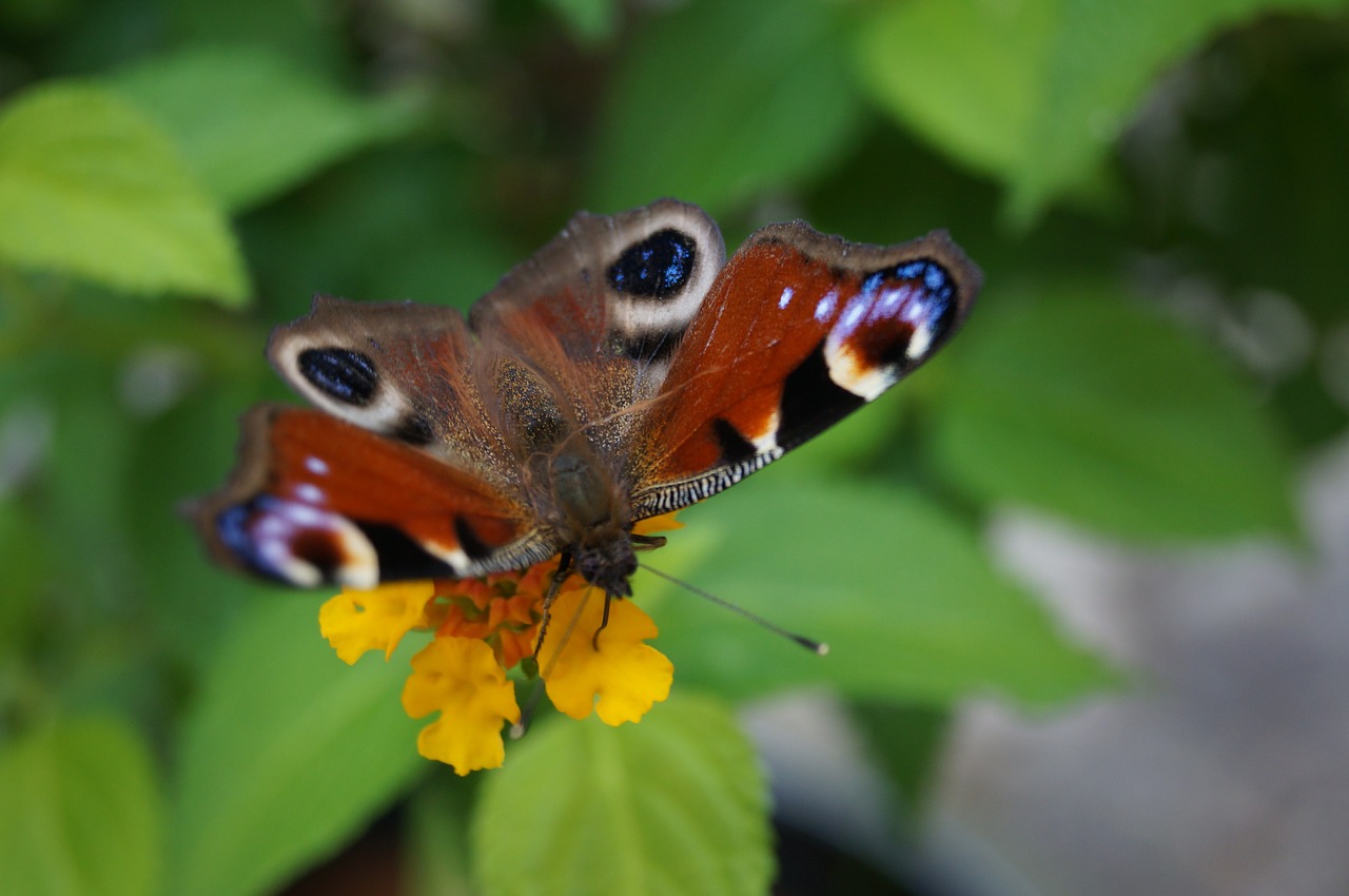 peacock peacock butterfly butterfly free photo