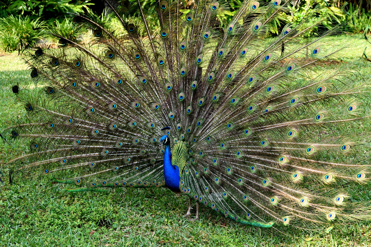 peacock  bird  wildlife free photo