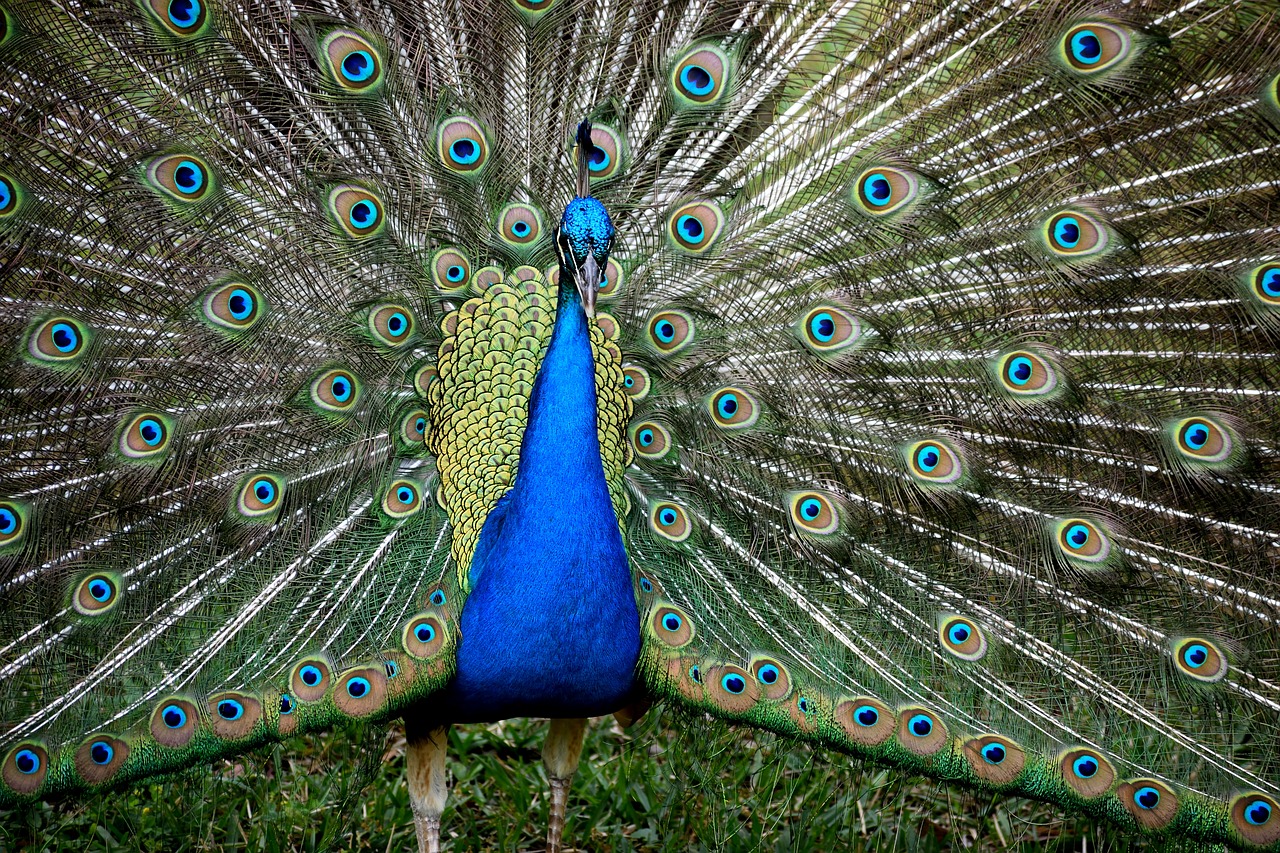peacock  bird  wildlife free photo