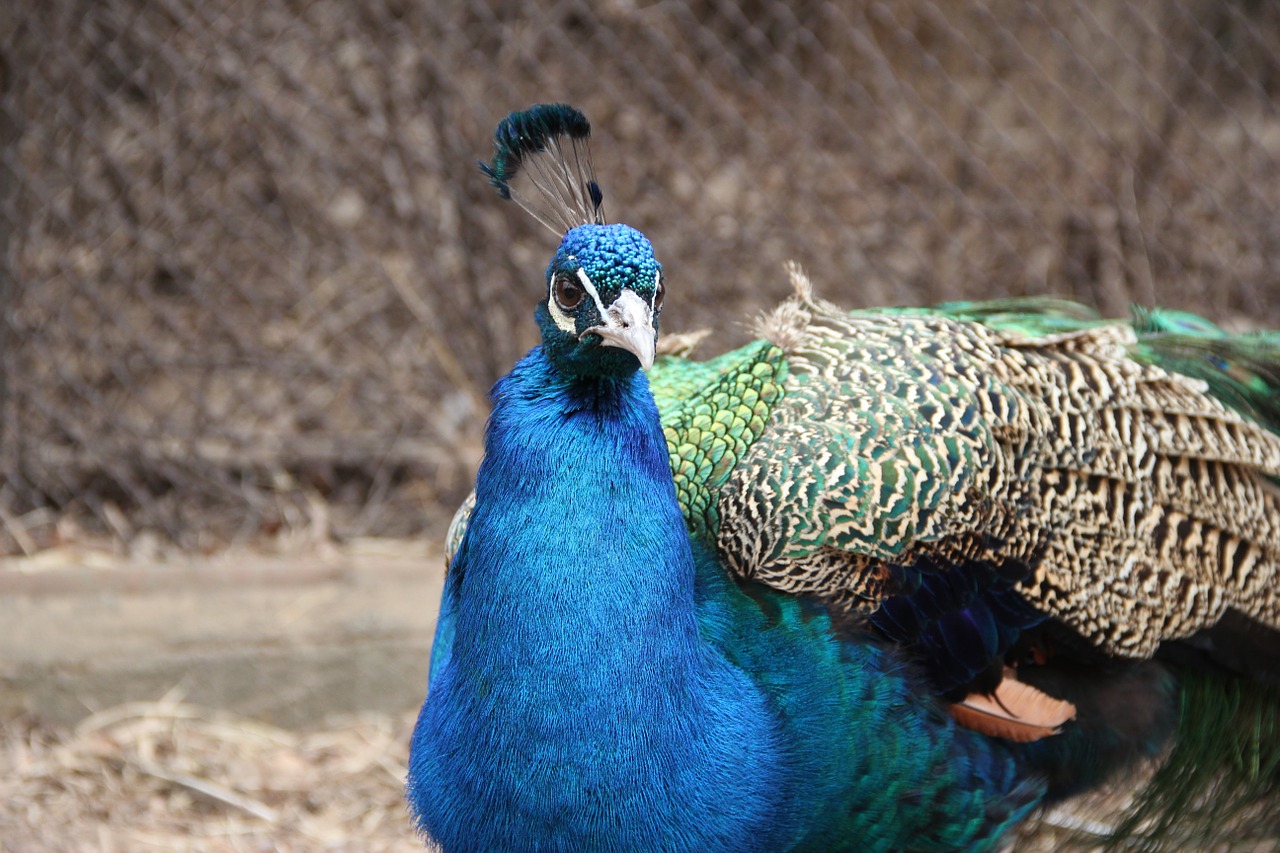 peacock feather blue free photo