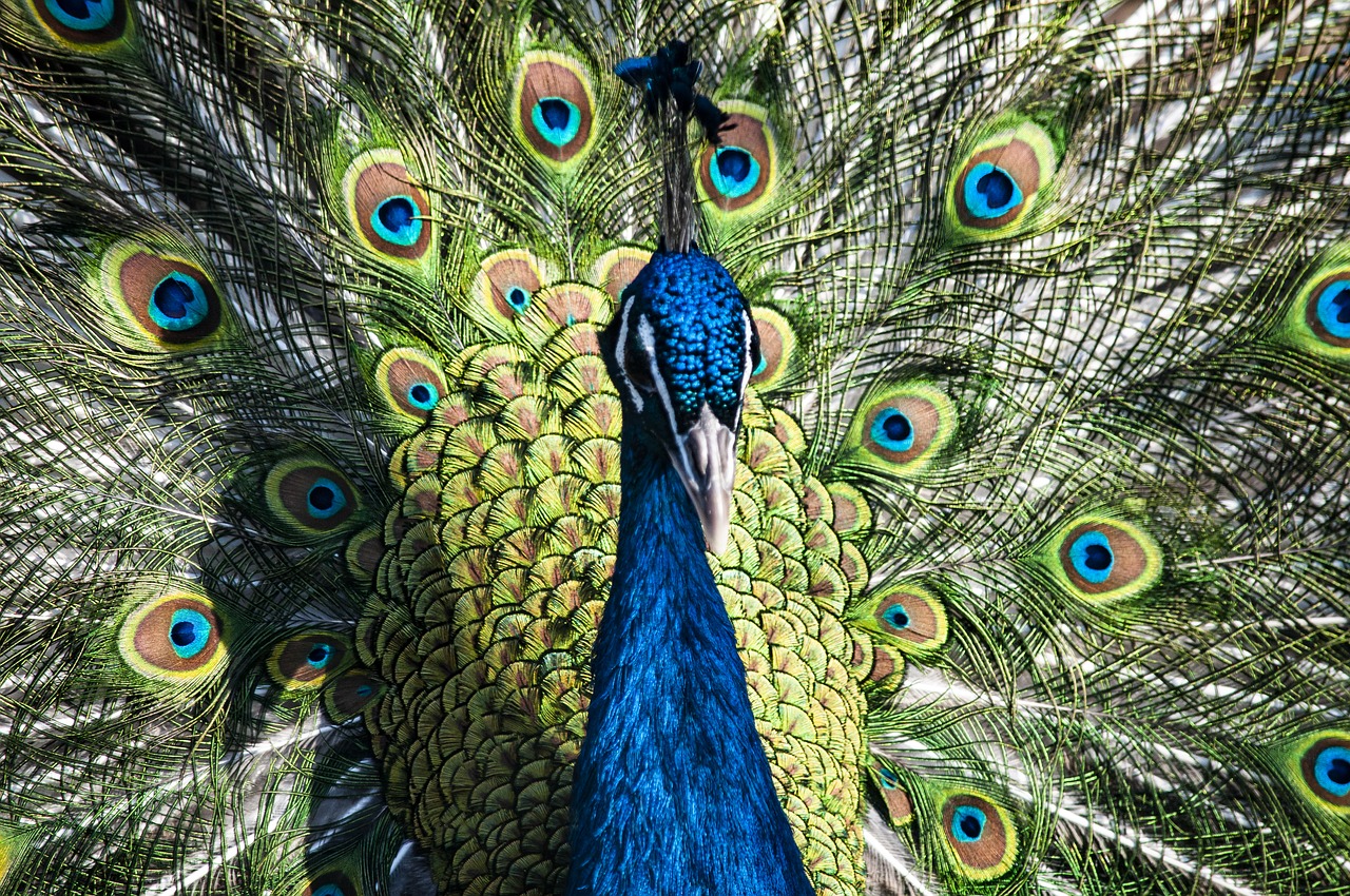 peacock  bird  noble free photo