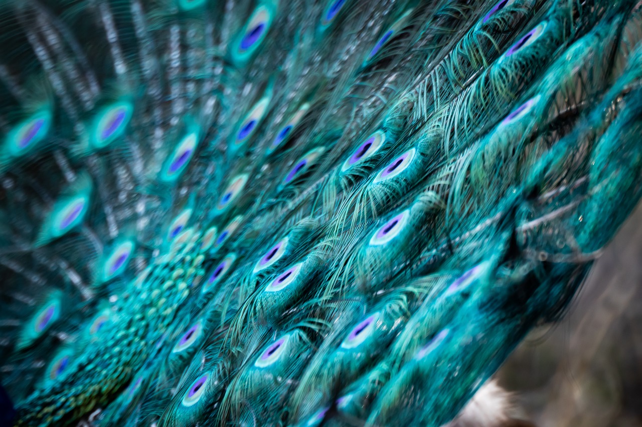 peacock  animals  feather free photo