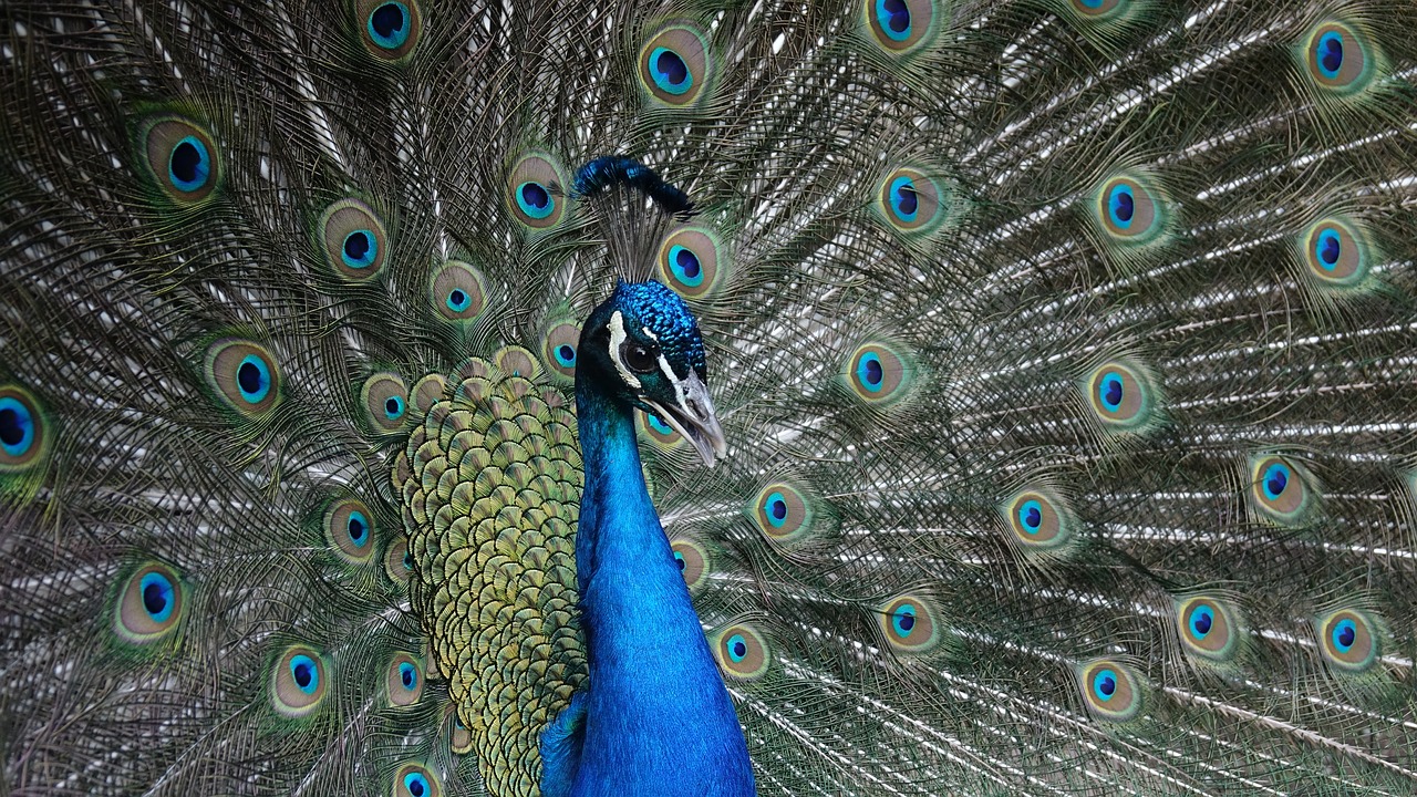 peacock  bird  feather free photo