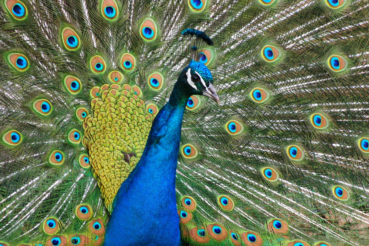 peacock  plumage  peacocking free photo