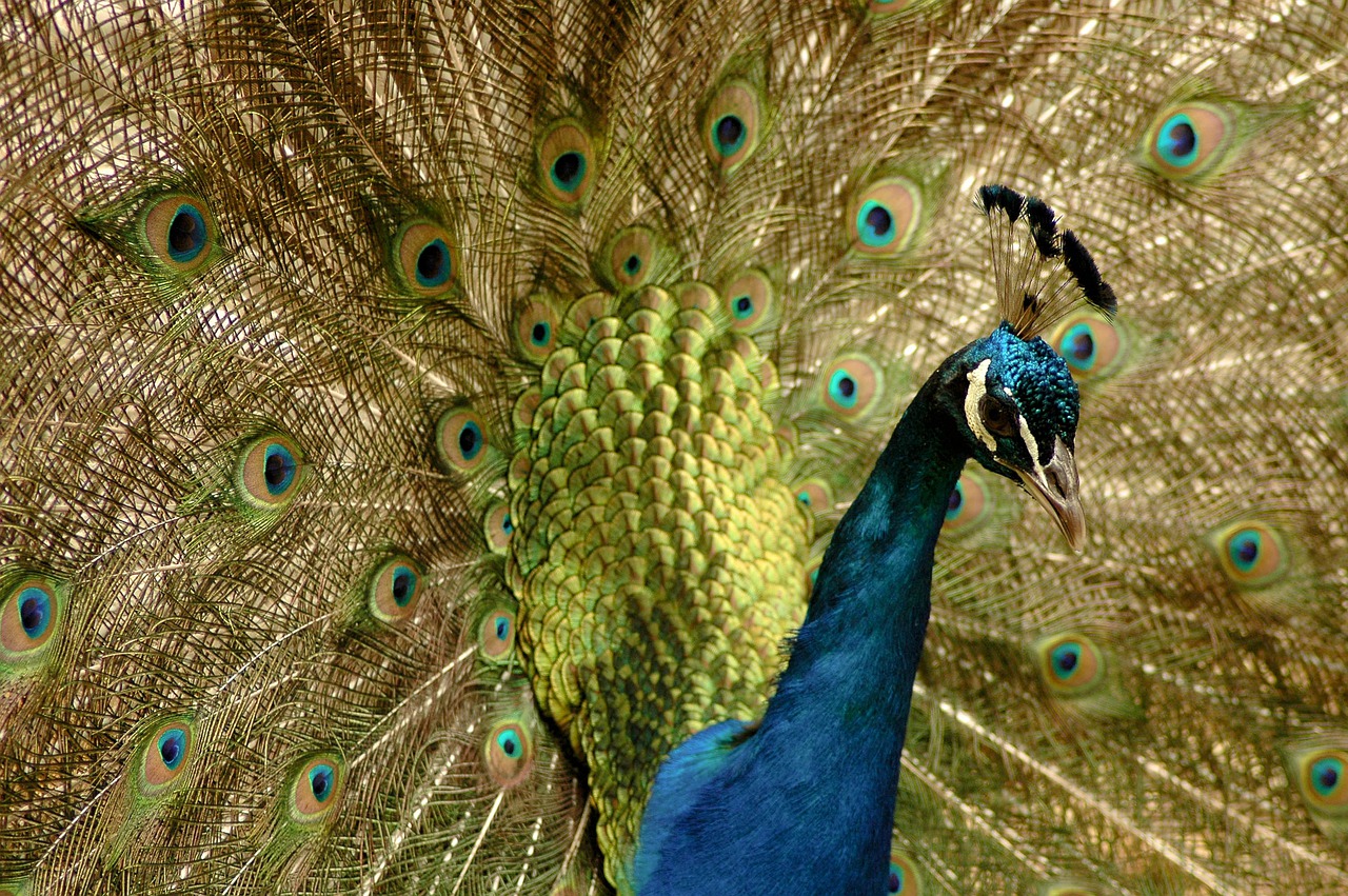 peacock  animal  bird free photo