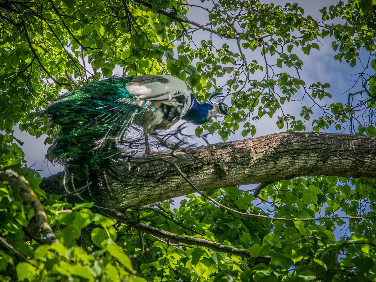 peacock  bird  feather free photo