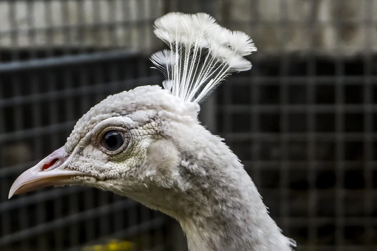 peacock  white  animal free photo