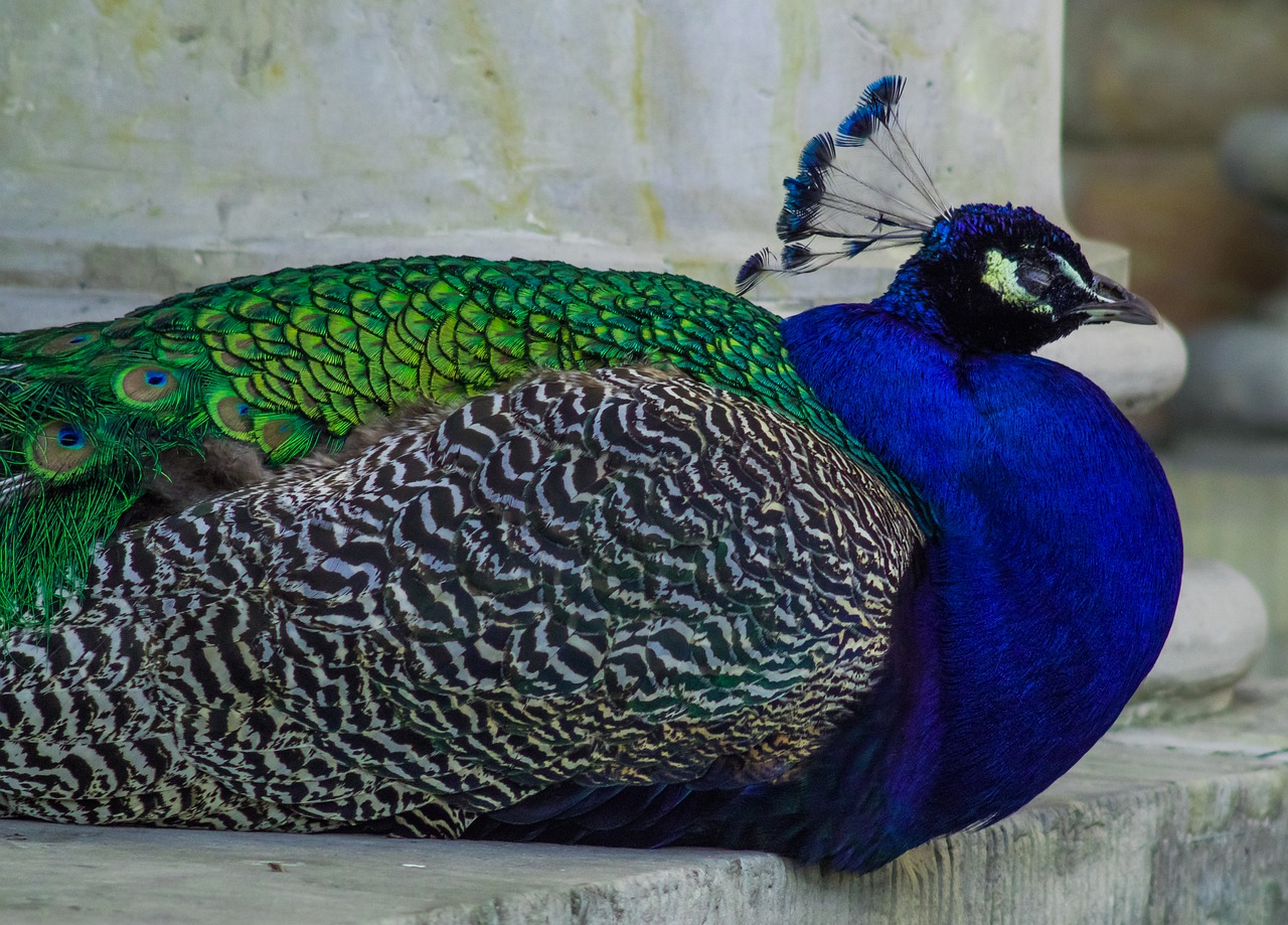 peacock  bird  blue free photo