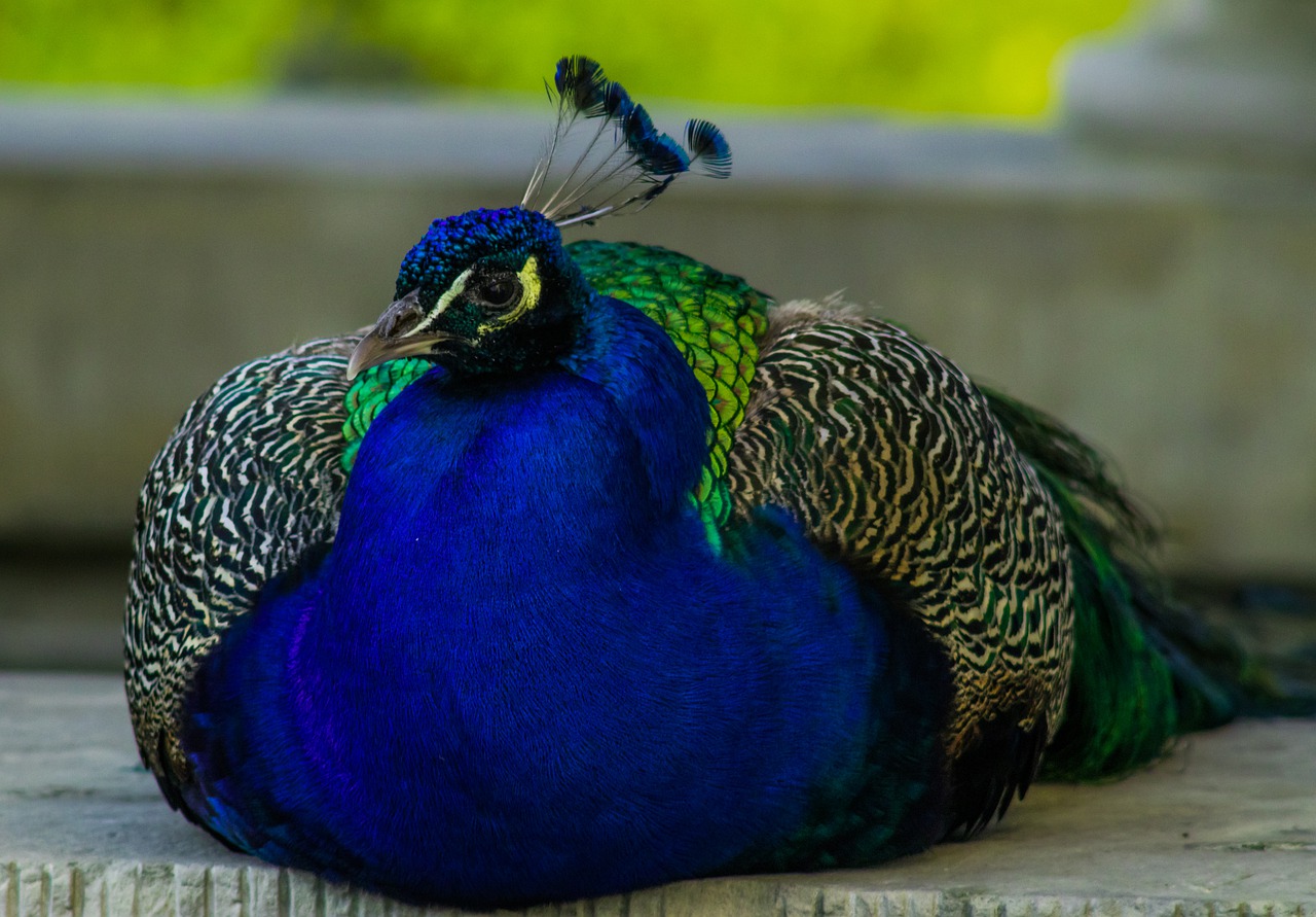 peacock  bird  blue free photo