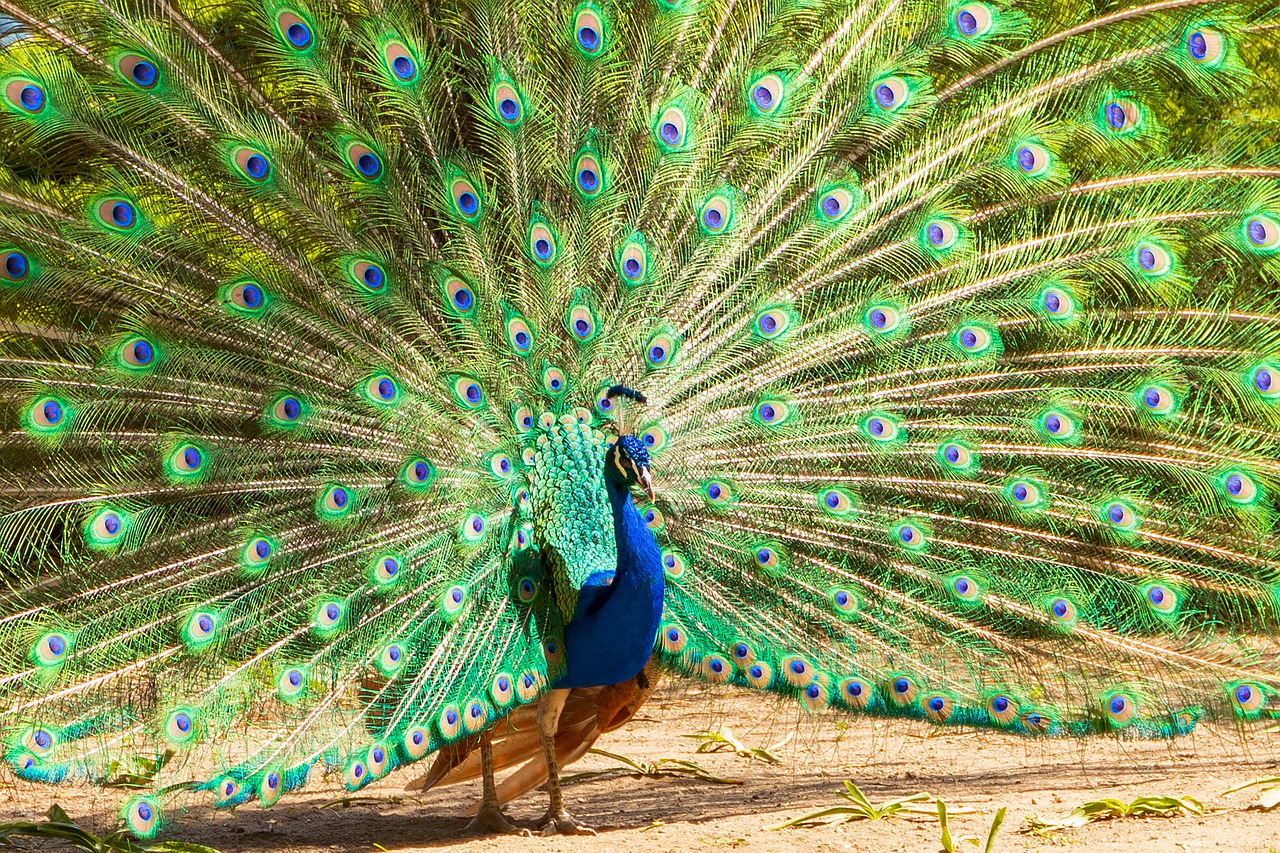 peacock  feather  color free photo