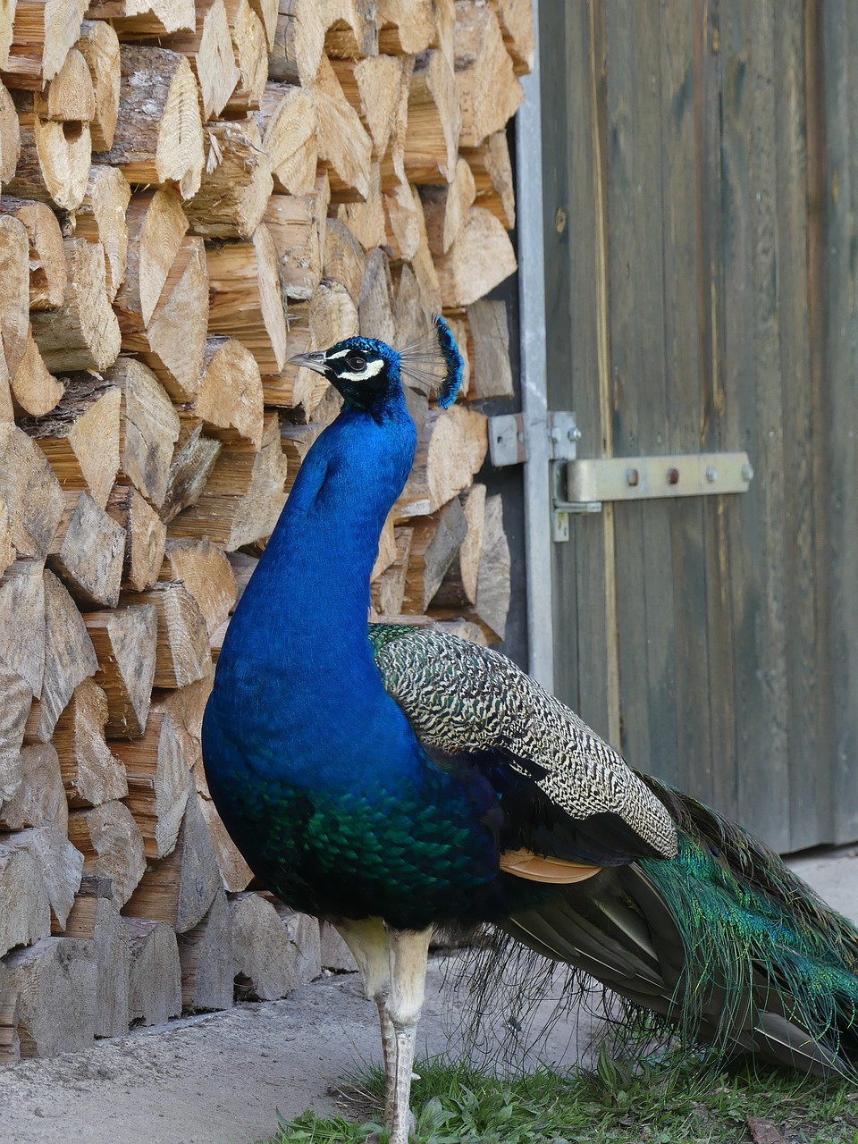 peacock  pride  plumage free photo