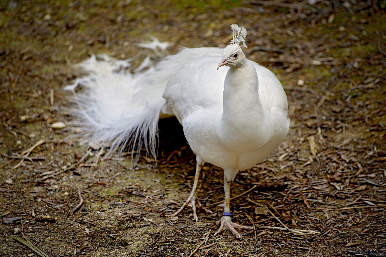 peacock  bird  white free photo