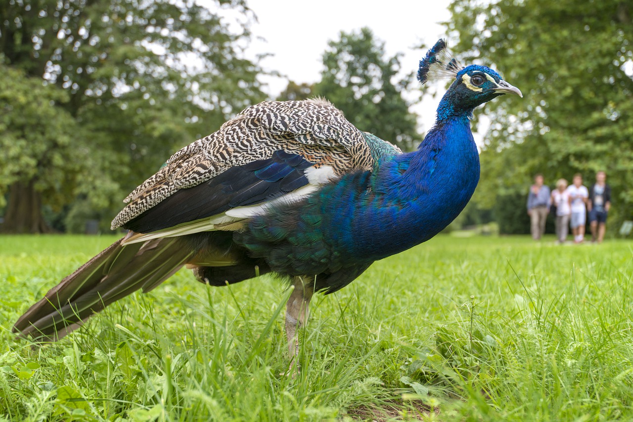 peacock  more perverse  bird free photo