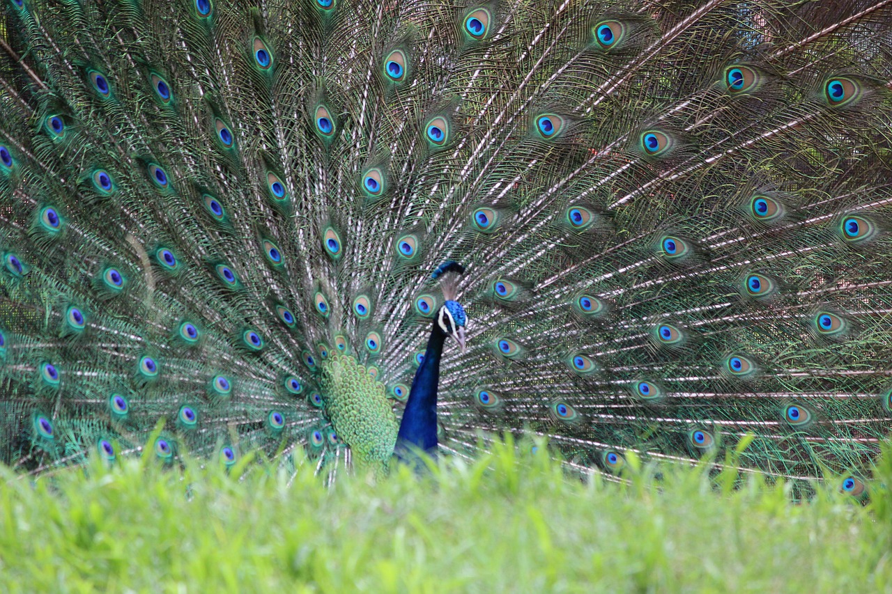 peacock  dancing peacock  rain peacock free photo