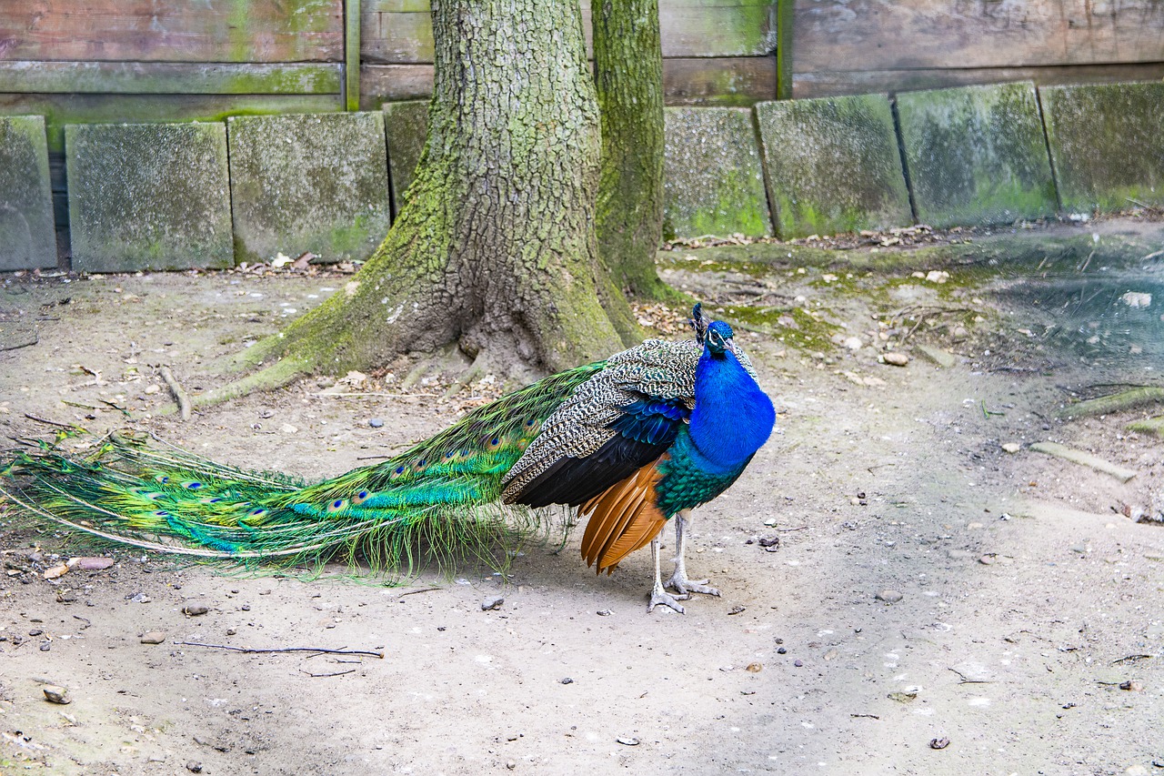 peacock  bird  barn free photo