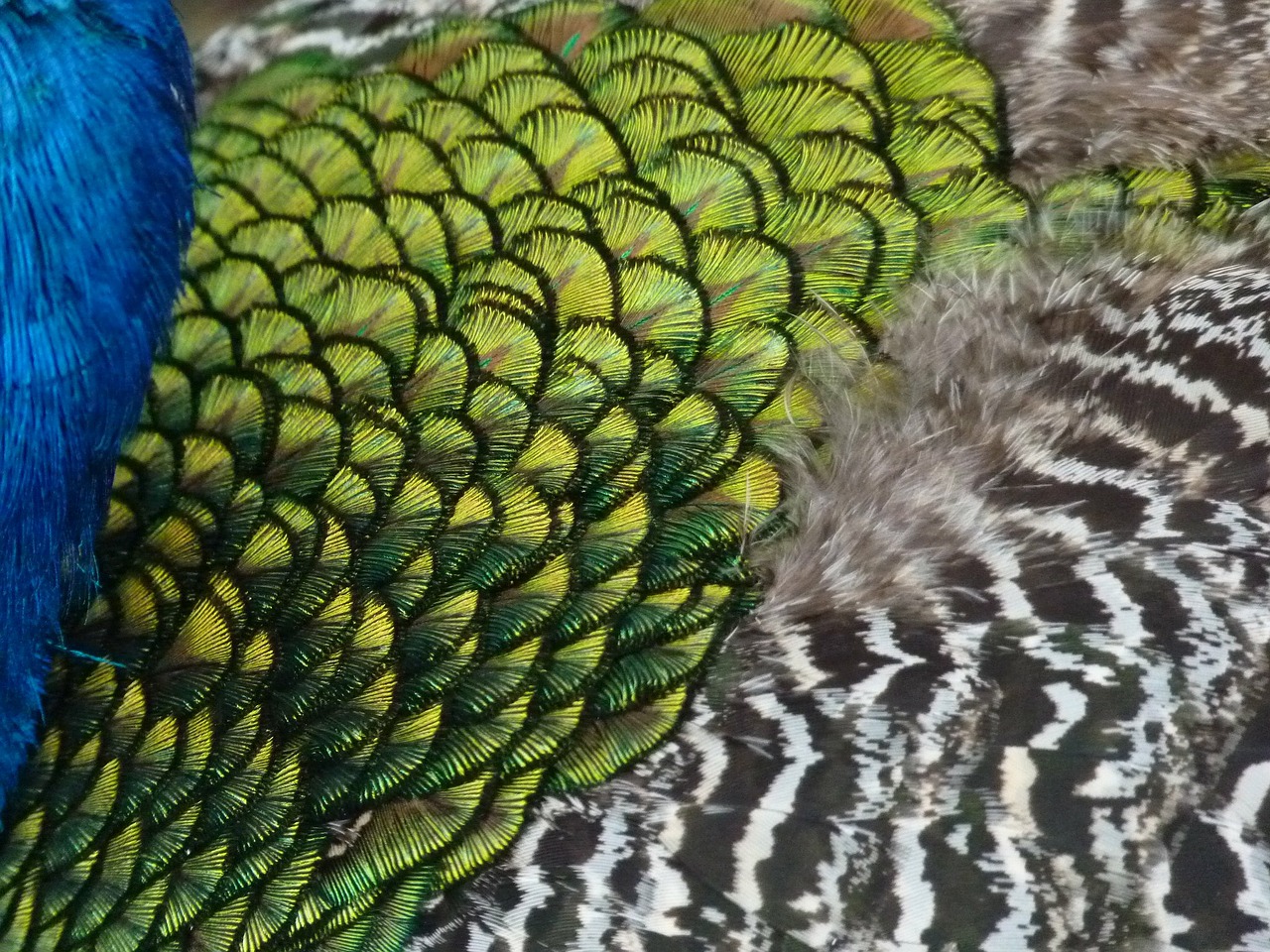 peacock feather bird free photo