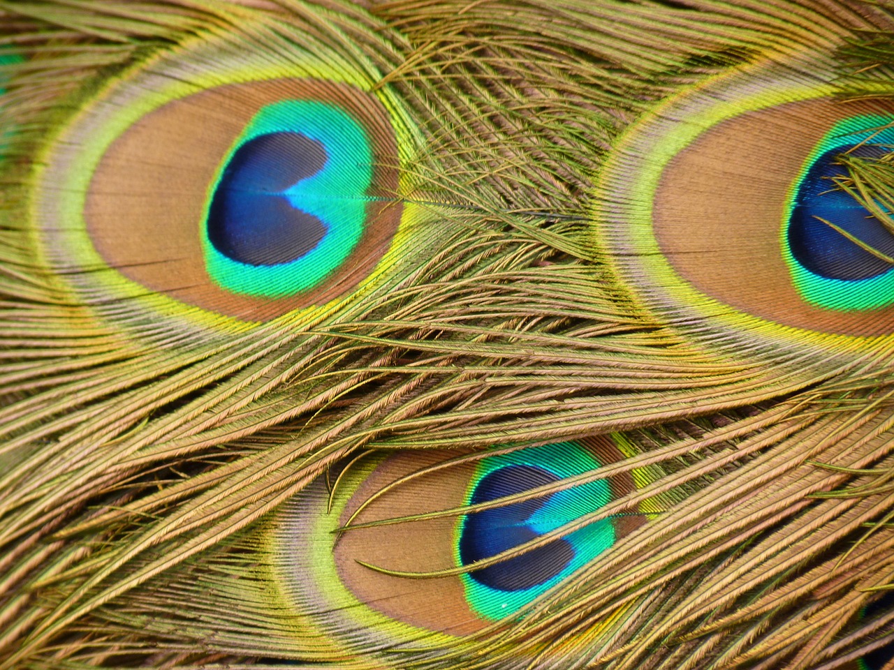 peacock feather bird free photo