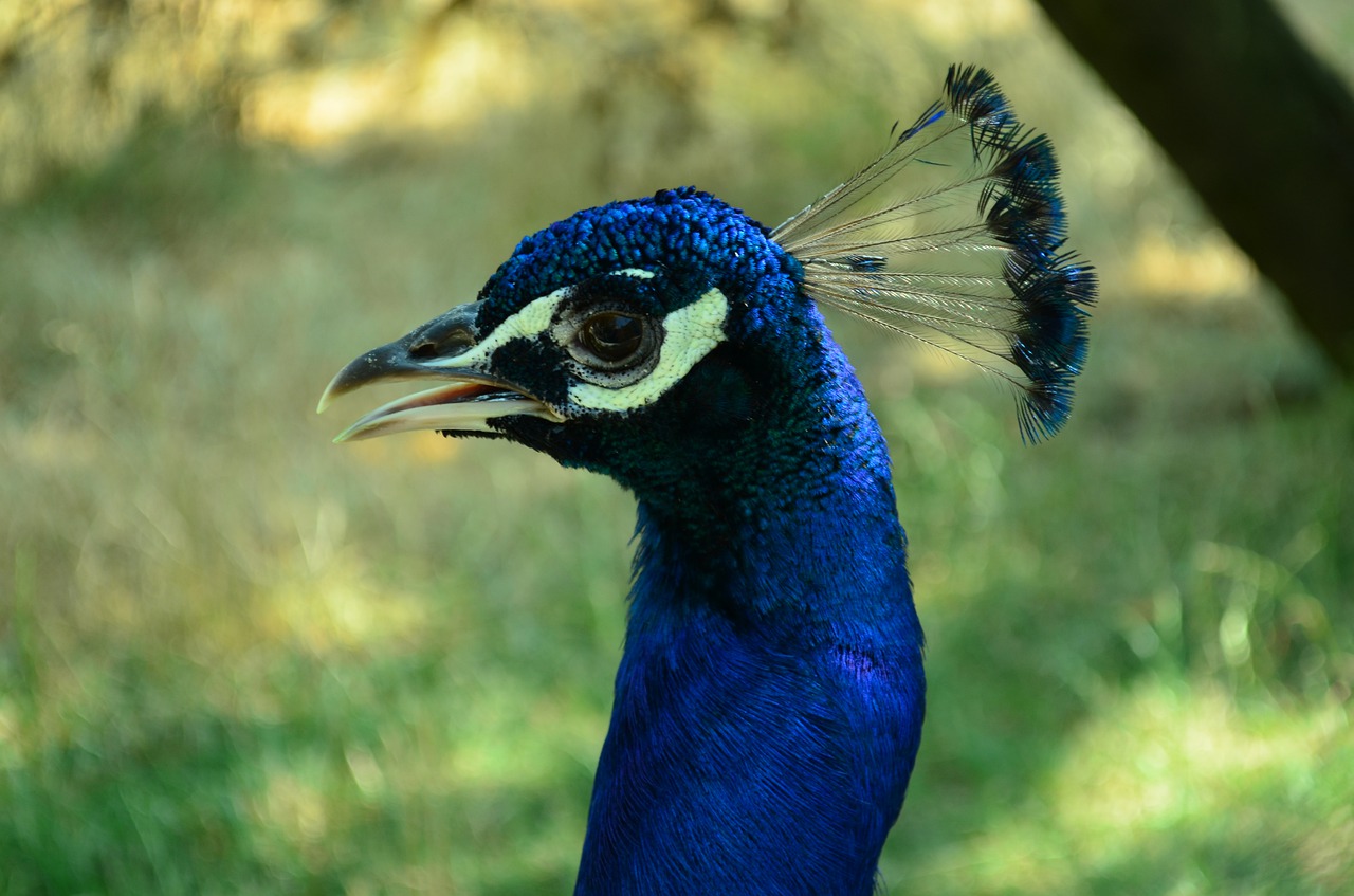 peacock  zoo  anima free photo