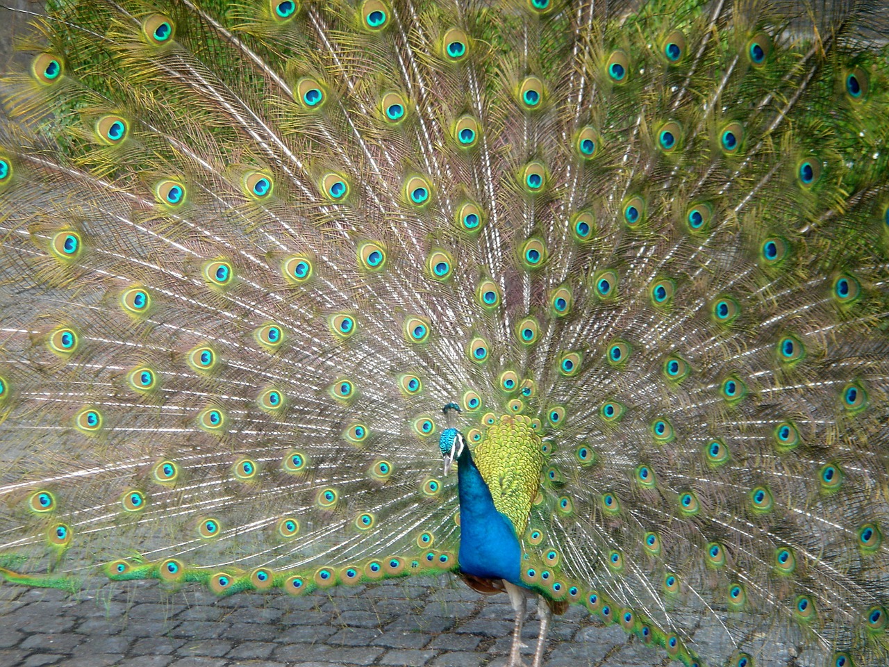 peacock bird colors free photo