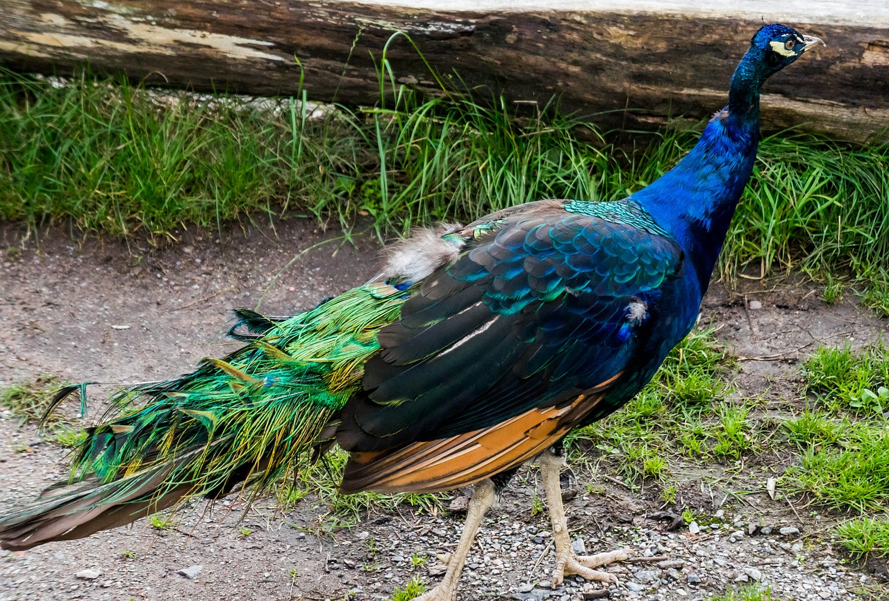 peacock blue bird free photo