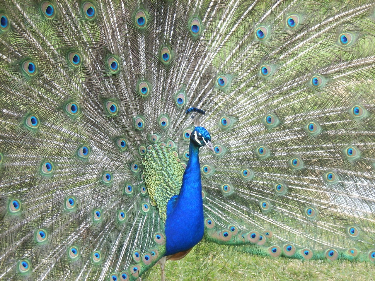 peacock feathers blue free photo