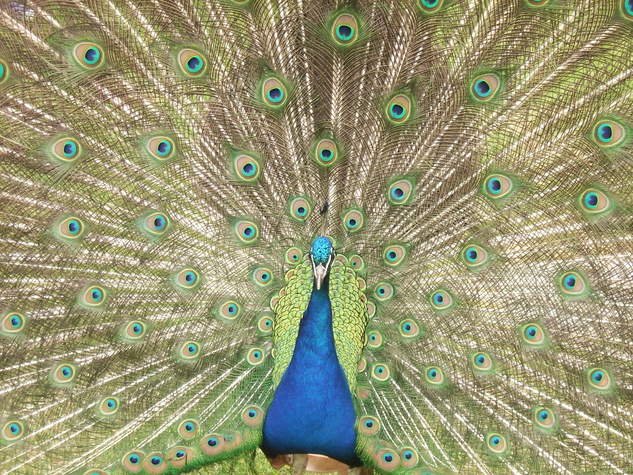 peacock feathers blue free photo